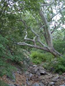 Arizona Sycamore, Miller Canyon, AZ