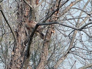 Red shouldered hawk with a snake