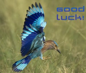 Good Luck! from Indian Roller