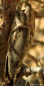 Pallid Scops owl