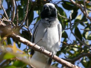 Black Faced Cuckoo Shrike