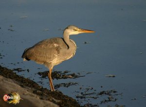 Gray heron