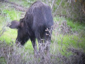 Wild Boar