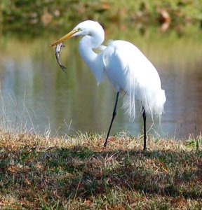 Egret with fish