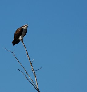 Osprey