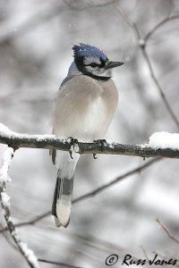 blue jay