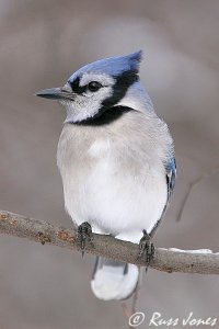 blue jay