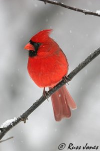 northern cardinal