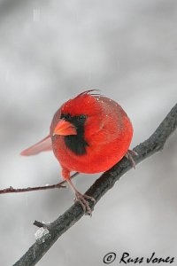 northern cardinal