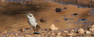 Brown-headed Honeyeater