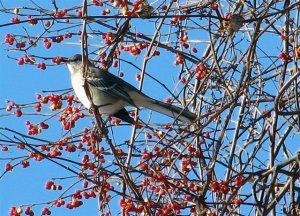 Bittersweet Mockingbird.