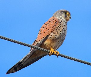 Kestrel