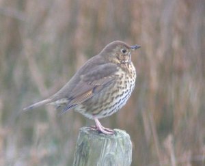 Song thrush