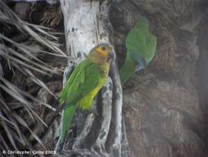 Parakeet Pair