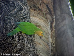 Brown-throated Parakeet