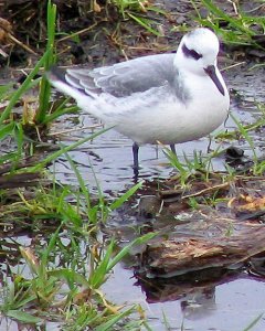 Red Phalarope