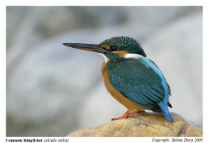 Common Kingfisher