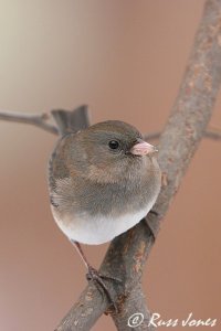 dark-eyed junco