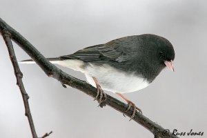 dark-eyed junco