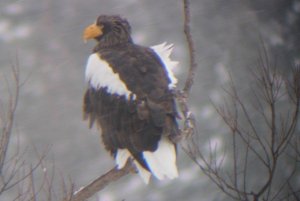 Stellers Sea Eagle