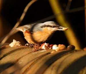 Nuthatch