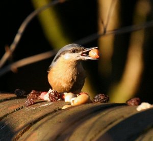 Nuthatch