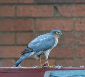 Sparrowhawk