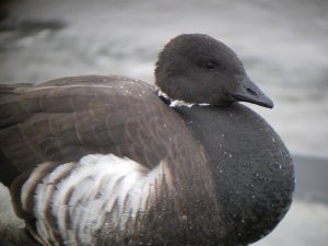 Brent Goose