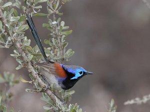 Variegated Fairy-wren