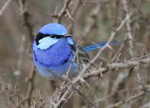 Splendid Fairy-wren