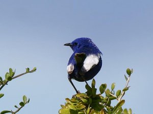 White-winged Fairy-wren