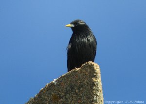 Spotless Starling