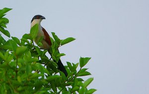 Senegal Coucal