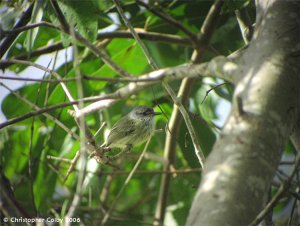 Spotted Tody-Flycatcher (juvenile)