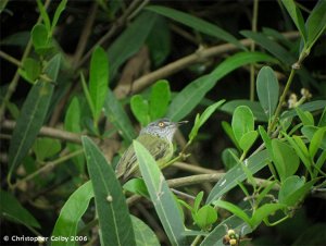 Spotted Tody-Flycatcher