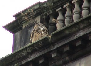 Eagle owl