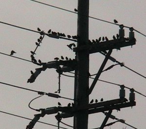 Starlings at noon roost