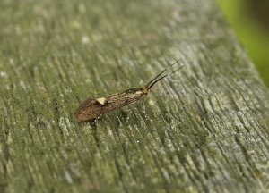 Esperia sulphurella