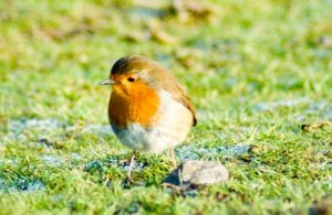 Robin at Ardmore Point