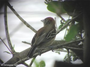 Black-crested Antshrike (female)