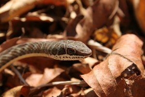 Western Stripe-bellied Sand Snake