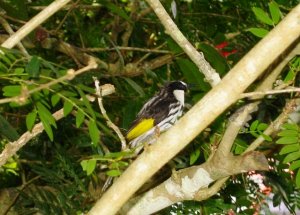 White-cheeked Honeyeater