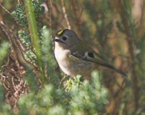 Goldcrest