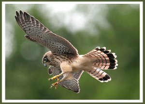 Maiden flight Juvenile Kestrel