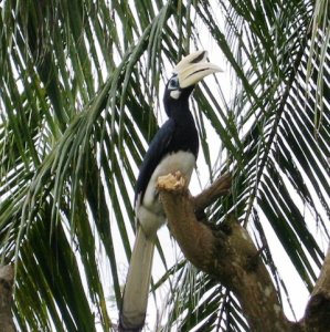 Pied Hornbill