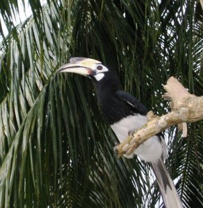 Oriental_Pied_Hornbill_2