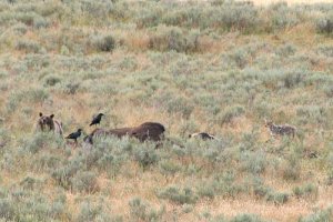 Ravens,Grizzley's,Coyote and Bison