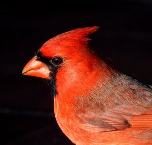Male Northern Cardinal Portrait
