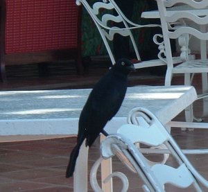 Greater Antillean Grackle