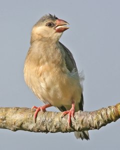 Immature Java Sparrow